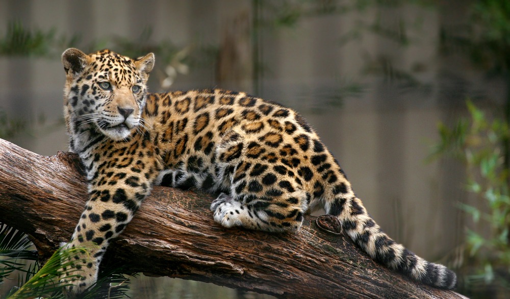 Logra crecer en un 10 por ciento el número de jaguares en el país, según el Tercer Censo Nacional; Sinaloa destaca por salvaguardar dicha especie